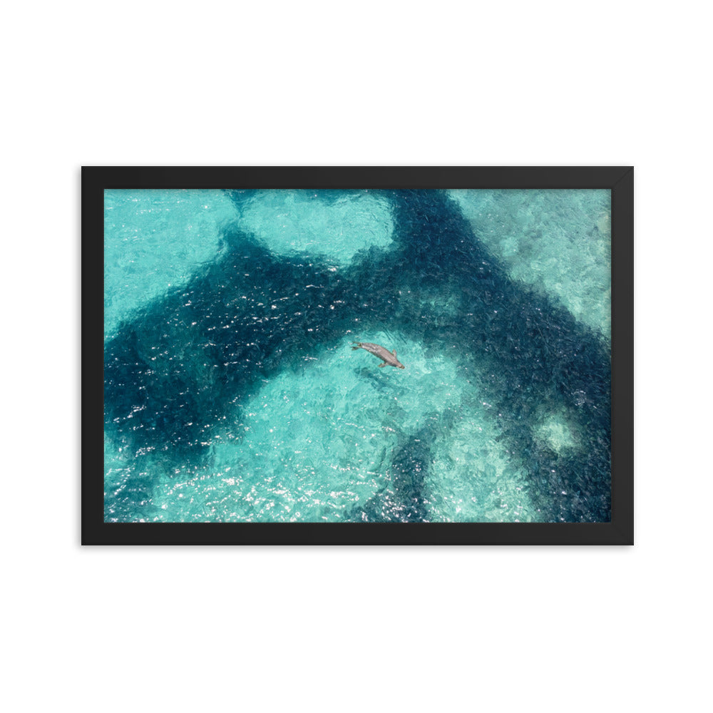 Monk Seal Framed Poster