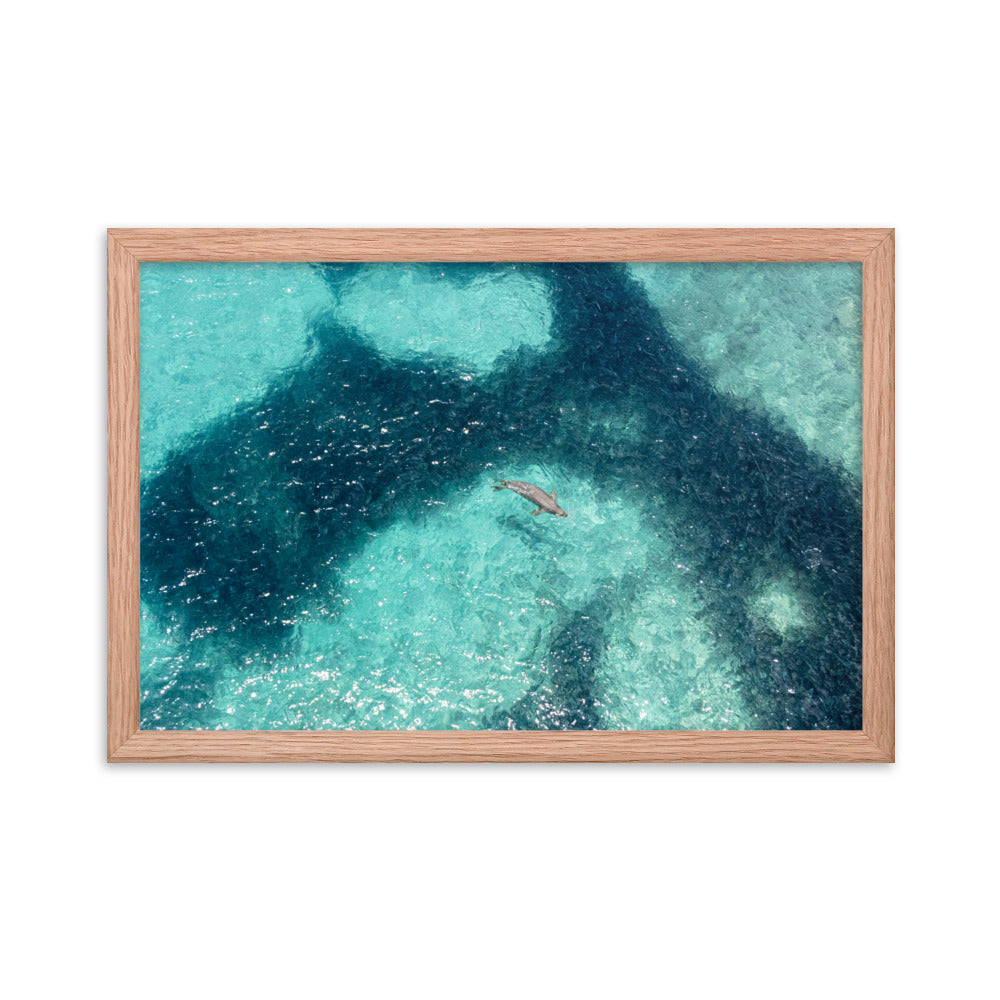 Monk Seal Framed Poster