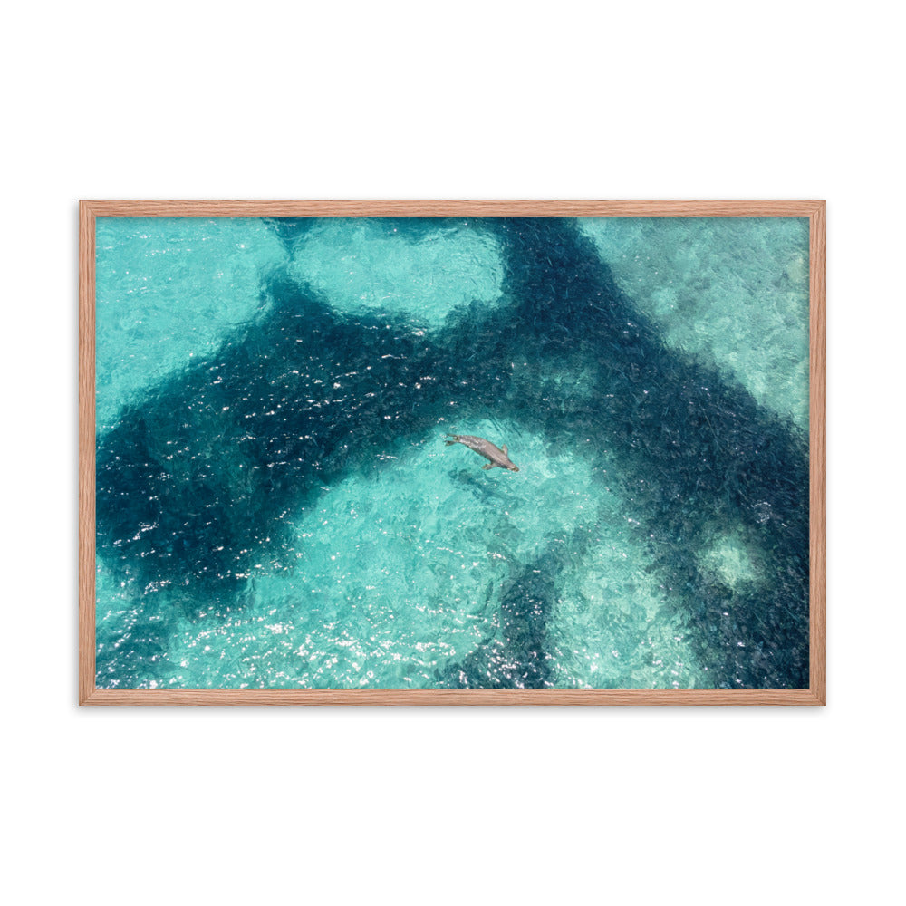 Monk Seal Framed Poster